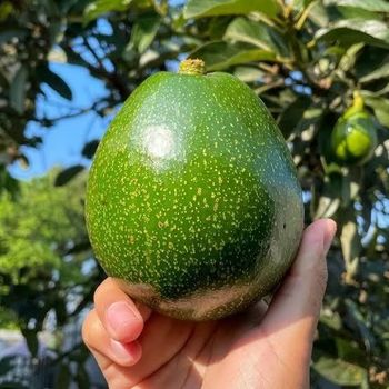 Avocado – product photo, Fresh Hass Avocado products found from trusted suppliers, wholesalers, manufacturers & exporters Listing