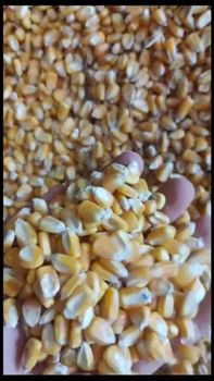 Yellow Corn – product photo, Yellow Corn Seed products found from trusted suppliers, wholesalers, manufacturers & exporters Listing