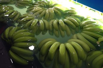 Fresh Cavendish Banana – Premium Grade A – Vietnam (Gia Lai) – product photo, Fresh Cavendish Bananas products found from trusted suppliers, wholesalers, manufacturers & exporters Listing