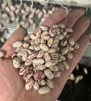 Light Red Kidney Beans, Sugar Beans, Pinto Beans, and Black Eye Beans - FIN ALAMAK  - Russian Federation