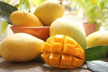Premium Fresh Nam Dok Mai Mango Grade A from Vietnam Export Quality - Green Bowl Vietnam - Vietnam