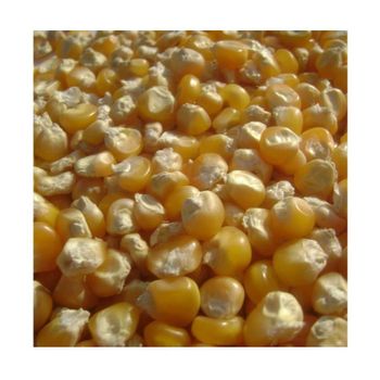 Yellow corn - High Quality Yellow Corn Maize Grains from CALIPSO POLSKA SP Z OO Yellow corn - High Quality Yellow Corn Maize Grains - CALIPSO POLSKA SP Z OO - Poland