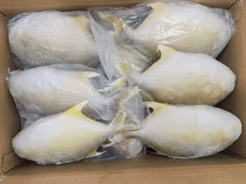 Hot Selling High Quality Golden Pompano Fish Pomfret Frozen Golden Pompano Pomfret - Xiamen Yangzhen Import and Export Co., Ltd - China