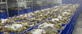 Whole Frozen Lobster - Blue Water Exporters - India