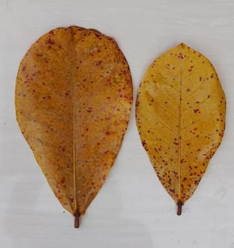 Dried Catappa Leaves - PT. Cahaya Lestari Agronusa - Indonesia