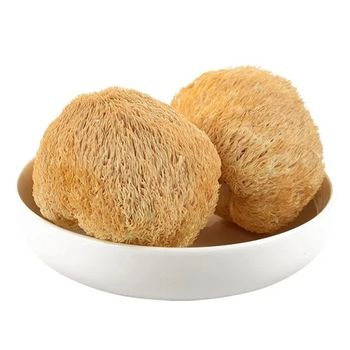 Lion's Mane Mushroom Powder - SHREE SAI BIOTECH - India