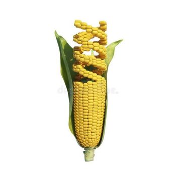 Premium Yellow Sweet Corn Fresh Corn on Cob Wholesale Supplier Export Quality - senesie mfg llc - United States