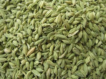 Fennel Seed - H&R INTERNATIONAL - India