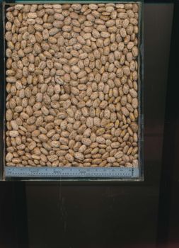 pinto beans – product photo, Whole Pinto Beans products found from trusted suppliers, wholesalers, manufacturers & exporters Listing