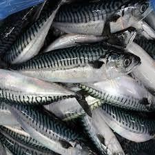 Fresh horse mackerel fish Quality Grade A And B Place of Origin kenya Size 200-300g, 300-400g Sourcing Method Sustainable Fisheries - DABELU ENTERPRISES LIMITED - Kenya