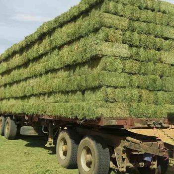 Export Quality Alfalfa Hay High Protein Clean Fresh Baled or Compressed Hay for Livestock Nutrition from agroturaspzoo Export Quality Alfalfa Hay High Protein Clean Fresh Baled or Compressed Hay for Livestock Nutrition - agroturaspzoo - Poland