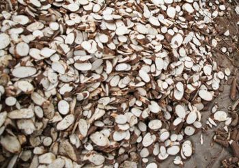 Dry Cassava Chips Moisture Content 14% Starch Content Min - PT Anugerah Semesta Eksporindo - Indonesia