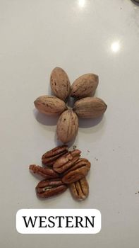 Walnuts from Brainstorm Services SA Walnuts – product photo, Walnuts products found from trusted suppliers, wholesalers, manufacturers & exporters Listing