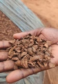 Palm Kennel Shell - JRholdings Sarl/ Boss Aproche Agricole - Togo