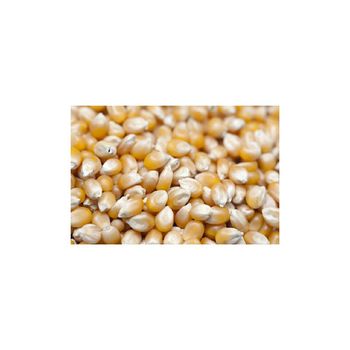 Dried white corn available for supermarkets and grain markets - HIGHPROFILE AGRICULTURE SERVICES LIMITED - Tanzania