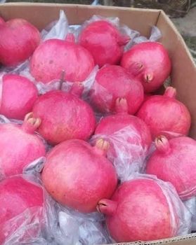 Pomegranates - Goicha LLC - Azerbaijan