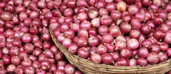 Onions - Janalok Global Tradelink LLP - India