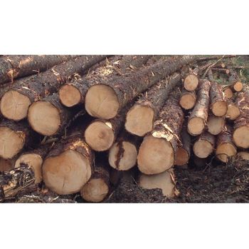 Fresh Cut Spruce Logs - Wholesale Prices for Bulk Orders from Exigentelaxia Unipessoal Lda Fresh Cut Spruce Logs - Wholesale Prices for Bulk Orders - Exigentelaxia Unipessoal Lda - Portugal