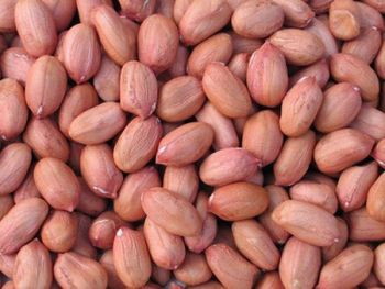 PEANUT - ATYA GLOBAL - India