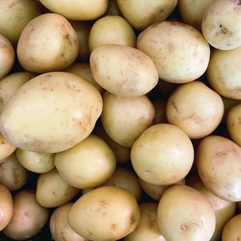 Fresh Potatoes Healthy Natural Bulk Supply Farm Fresh Potatoes With Excellent Taste - THE GREEN INTERNATIONAL LIMITED - Tanzania