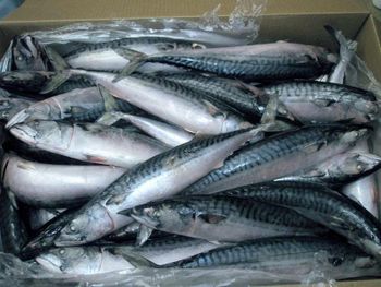 Fresh horse mackerel fish - Growlentis Enterprise Limited - Kenya