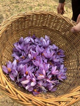 saffron - Sajjad  Ebrahim Trading LLC - United Arab Emirates