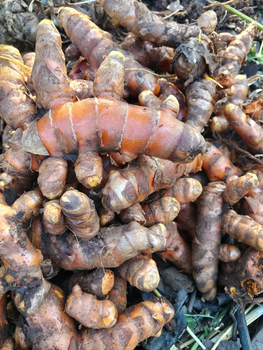 Premium Fresh Turmeric Root (Curcuma Longa) – Export Grade Thai Turmeric Rhizome for Wholesale Supply - YA Corporation Co., Ltd. - Thailand