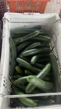 Japanese Cucumber Origin Malaysia Features Organic Product Type Vegetarian & Vegan Products - Agro trade line Sdn Bhd - Malaysia