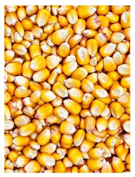 Corn Seeds - S.S International Trading - Bangladesh