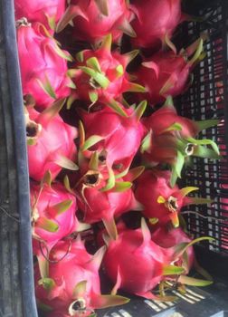 DRAGON FRUIT Origin Other Product Type Fruits & Vegetables - Frutas Costa Del Pacifico - Ecuador
