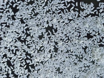 Pakistan Long Grain White Rice 5% broken Max Packaging 50KG - M.M.COMMODITIES - Pakistan
