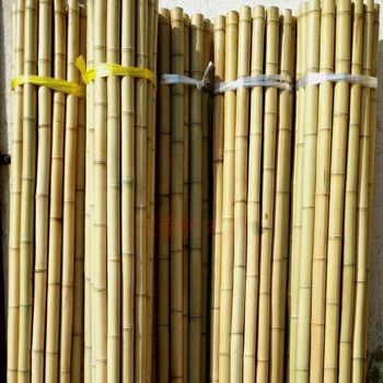 Bamboo Sticks Pathogens Absent Ash Content < 1% E. Coli Negative Salmonella Negative Shelf Life 2–3 Years Length Tolerance ±1 - BF GLOBAL TRADING (PTY) LTD - South Africa