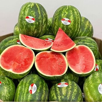Carefully Harvested Fresh Watermelon Featuring Natural Sweet Taste And Secure Packaging - malter group - Tanzania