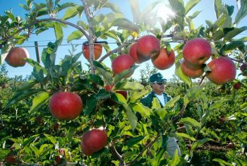 Fresh Premium Apples for Export – Fuji, Gala, Granny Smith, Golden Delicious - MAJESTIC ORCHARD - United States