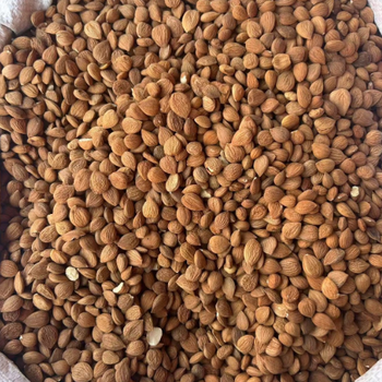 Almond Nuts For Export With Pure Taste Factory Direct  – product photo, Raw Almond Nuts products found from trusted suppliers, wholesalers, manufacturers & exporters Listing