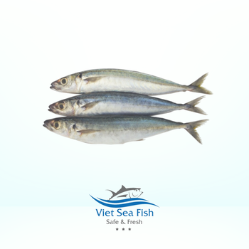 Frozen Round Scad Weight Per Bag 450 Gram Net Weight Per Carton 10 Kgs/ctn Packaging Quantity Per Bag 5-6 - Viet Sea Fish Ltd., Co. - Vietnam