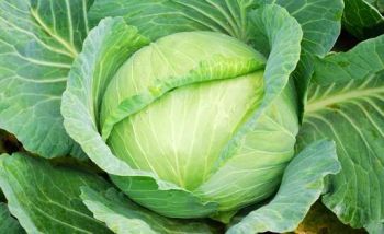 2025 New Fresh Green Cabbage Kind Frozen Trademark aowoshi HS Code 0704901000 Specification S/M/L Origin Shandong, - Shouguang Aowoshi Vegetable Food Co., Ltd - China