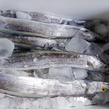 Fresh Frozen Whole Ribbon Fish - HIGH QUALITY Shape PIECE Preservatives None Fishing Method Hook Variety Ribbon Fish Grade WR Grade W.AA & W.PP - PT Savya Coco Provita - Indonesia