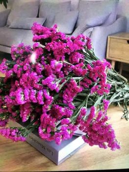 statice (hot pink) - Yan Export company (flowers) - China