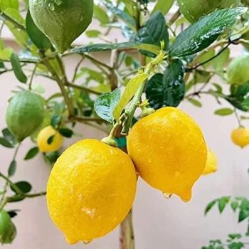 Fresh Eureka Lemon From THAI Color Yellow Harvest Time Sep Aroma Strong Fragrance Cultivation Type Common Packing 15kg/c from Thai Agri Company Fresh Eureka Lemon From THAI Color Yellow Harvest Time Sep Aroma Strong Fragrance Cultivation Type Common Packing 15kg/c - Thai Agri Company - Thailand