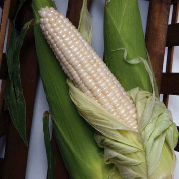 Natural White Corn Farm Fresh Corn Processed Carefully To Ensure Maximum Purity And Quality - THE GREEN INTERNATIONAL LIMITED - Tanzania