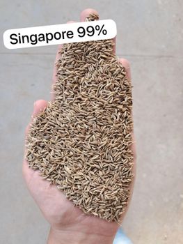 Cumin Seeds - MT Global Export - India