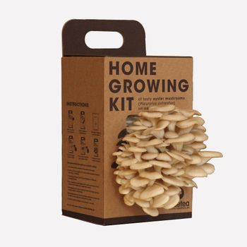 Wholesale Mushroom Growing Home Plant Kit Lions Mane Mushroom Grow Kit - Plant Fun ( Xiamen) Co., Ltd. - China