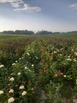 Rose Plants / Rose Seedlings from Uzbekistan from Abdulla quva rose farm Rose Plants / Rose Seedlings from Uzbekistan - Abdulla quva rose farm - Uzbekistan