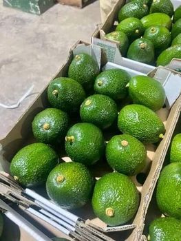Fresh Avocado Made in Vietnam for Export With the Best Price Standard High Tropical Fruit New 2025 from AL JABLI TRADING COMPANY LIMITED Fresh Avocado Made in Vietnam for Export With the Best Price Standard High Tropical Fruit New 2025 - AL JABLI TRADING COMPANY LIMITED - Tanzania