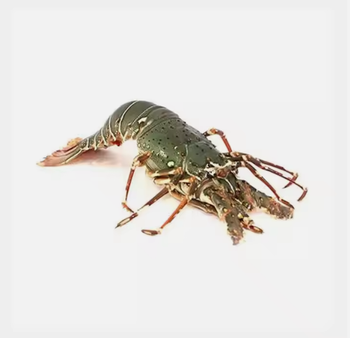 Premium Frozen Lobsters – Whole / Tail / Live-Frozen, IQF Processed, Export Quality Seafood Supply - TRADE NEPAL LLC - United States