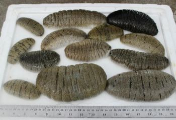 Sea cucumber Texture Exceptional Taste And Texture Appearance Selected From The Clearest Ocean Waters Intended Use Suitable For Culinary And Medicinal - Berkah segoro laut - Indonesia