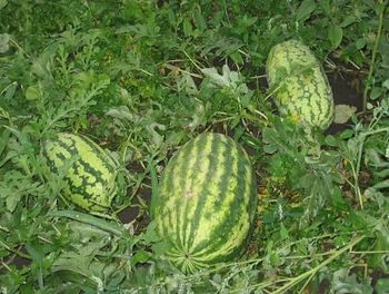watermelon - Kishvari sabz - Tajikistan