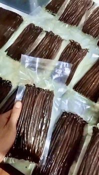 vanilla beans from vanilla nusantara 77 vanilla beans - vanilla nusantara 77 - Indonesia