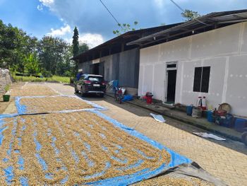 Indonesia Green Coffee Beans - Premium Grade 1 Arabica - Malino, Sulawesi Selatan - Rama - Indonesia